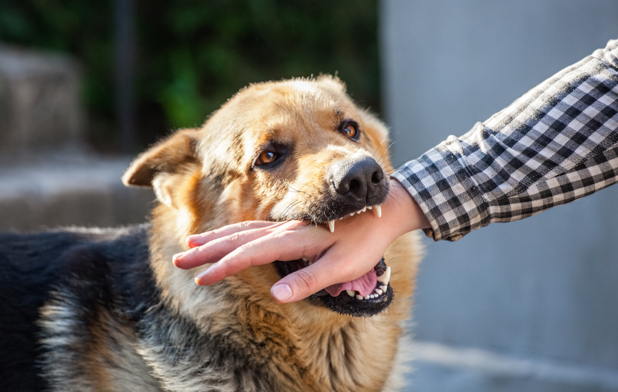 florida dog bite attorney